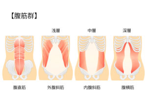 ぎっくり腰の再発予防に関わる体幹の腹筋群の図