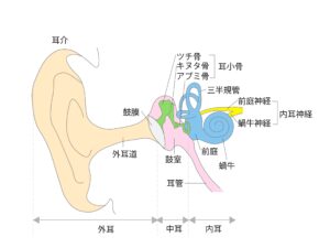 気圧の変化を感じ取り気象病の頭痛に関わる内耳の解剖図